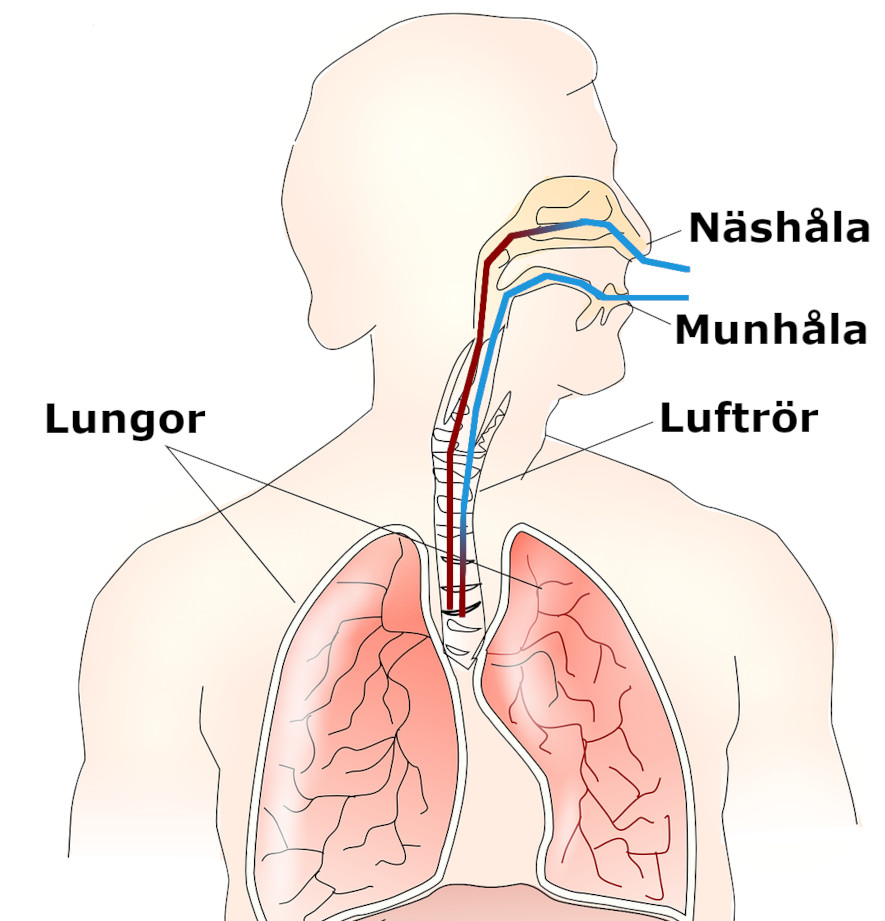 inandningsluft näshåla vs munhåla