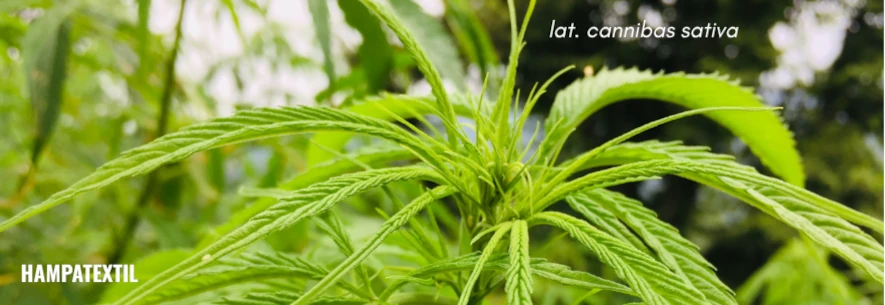 Växtbild av hampatextil