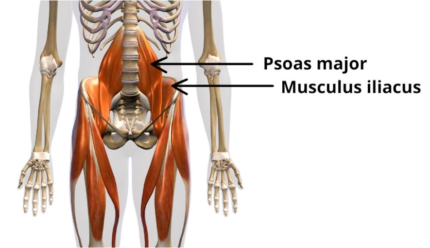 Anatomisk bild över höftböjarmusklerna psoas major och Musculus iliacus