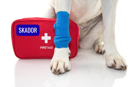 En hund sitter bredvid en första-hjälpen väska och har sitt högra framben lindat med blått bandage