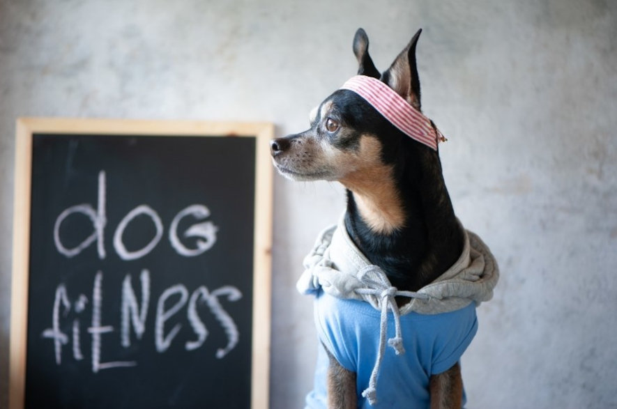 Hund redo för fysisk träning