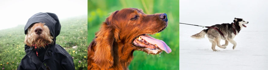 Tre hundar i olika årstider, höst - sommar - vinter