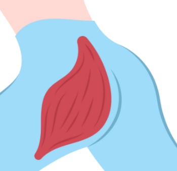 Gluteus Maximus, stora rumpmuskeln