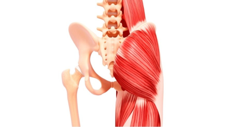 Sätesmuskeln, Gluteus, som består av tre muskler