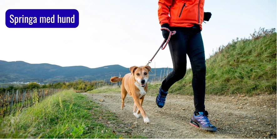 Springer med hunden i koppel på grusvägen