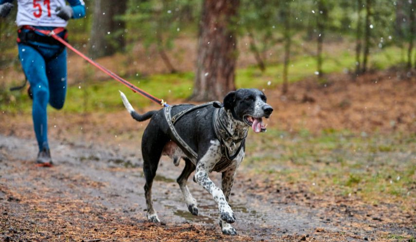 Springer med hund i koppel från ett midjebälte